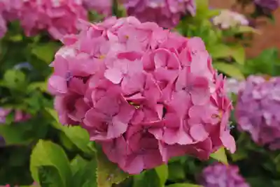 二本松寺(茨城県)