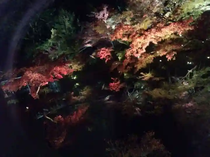 高台寺(高台寿聖禅寺・高臺寺)の自然