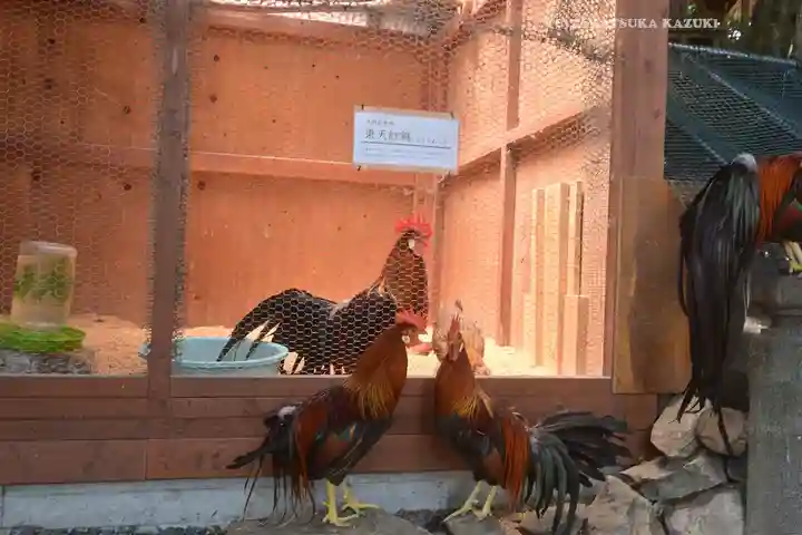 大甕神社(茨城県)