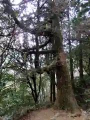 筑波山神社の自然