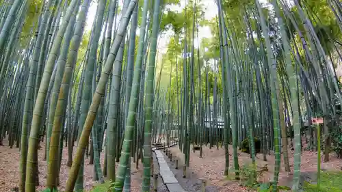 報国寺の庭園