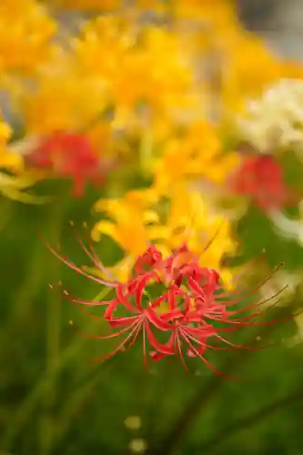 横浜　西方寺の自然