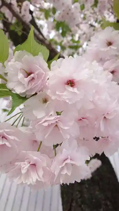 赤城神社の自然
