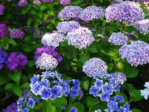 立志神社の自然