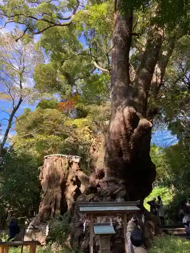 來宮神社(静岡県)