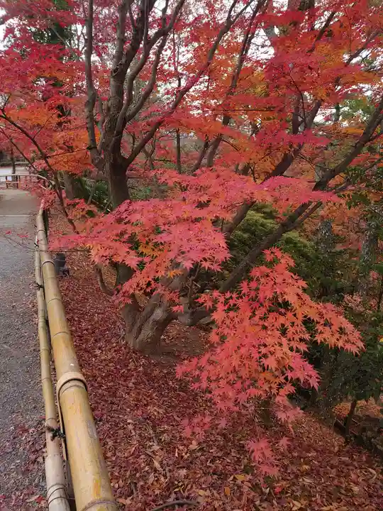 北野天満宮の自然