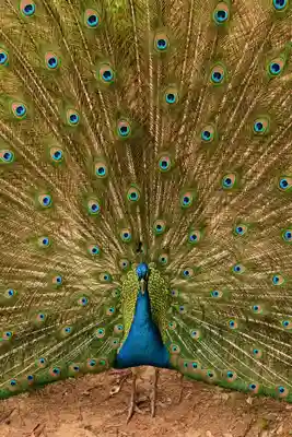 楽法寺（雨引観音）(茨城県)