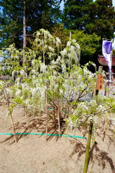 志那神社(滋賀県)