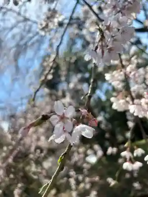 徳佐八幡宮の{uncategorized: "未分類", other: "その他", undefined: "問題あり", building: "その他建物", grave: "お墓", sacred_gate: "鳥居", guardian: "狛犬", statue: "像", buddha: "仏像", history: "歴史", nature: "自然", garden: "庭園", animal: "動物", pagoda: "塔", temizu: "手水舎", mountain_gate: "山門・神門", sanctuary: "本殿・本堂", subordinate: "末社・摂社", art: "芸術", scenery: "景色", jizo: "地蔵", ema: "絵馬", goshuin: "御朱印", omikuji: "おみくじ", items: "授与品その他", amulet: "お守り", goshuincho: "御朱印帳", eats: "食事", festival: "お祭り", votive_dance: "神楽", shichigosan: "七五三参", wedding: "結婚式", experience: "体験その他", initially: "初詣", around: "周辺", anti_infection: "感染症対策"}
