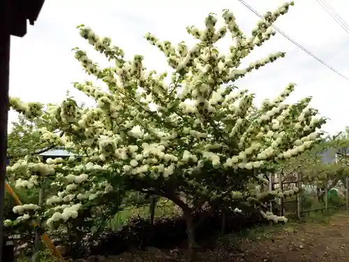 甲斐奈神社の自然