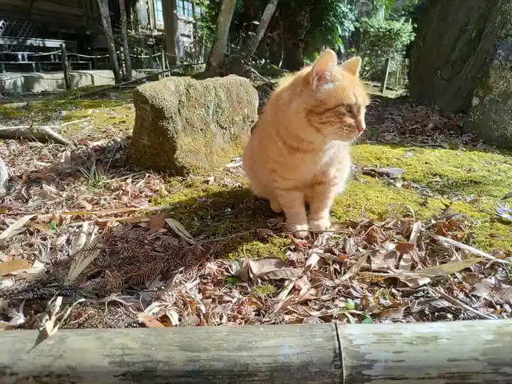 小松寺の動物