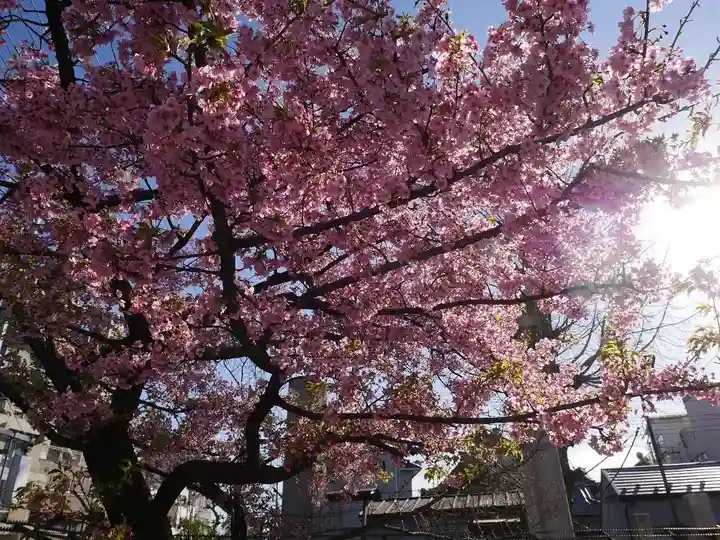 今戸神社の自然
