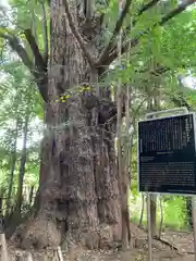 王子神社の自然