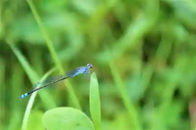 金蛇水神社(宮城県)