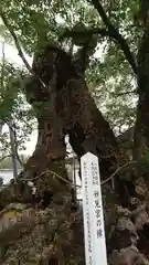 八代神社の自然