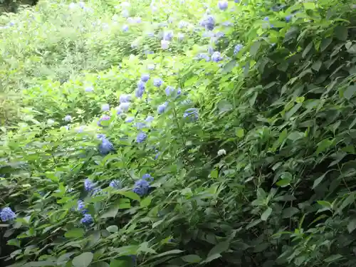 明月院(神奈川県)