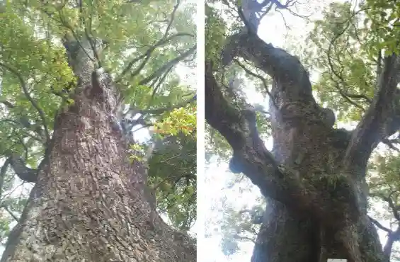 五所神社(神奈川県)