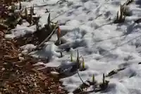 鹿島大神宮の自然