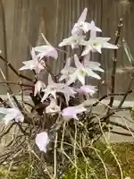 須山浅間神社の自然