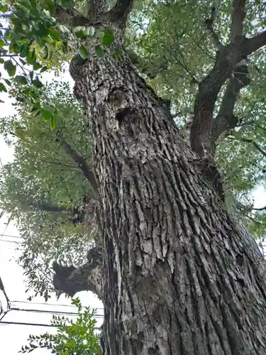 高円寺天祖神社(東京都)