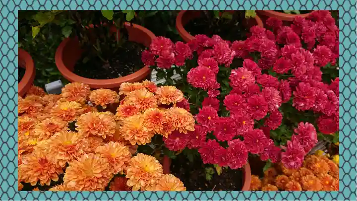 笠間稲荷神社(茨城県)