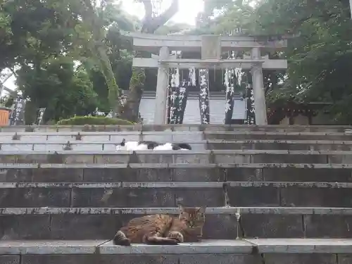 王子神社の動物