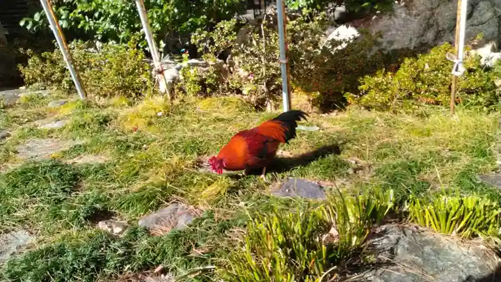 高知大神宮(高知県)