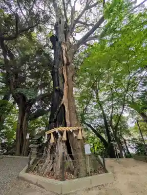 常陸國總社宮の{uncategorized: "未分類", other: "その他", undefined: "問題あり", building: "その他建物", grave: "お墓", sacred_gate: "鳥居", guardian: "狛犬", statue: "像", buddha: "仏像", history: "歴史", nature: "自然", garden: "庭園", animal: "動物", pagoda: "塔", temizu: "手水舎", mountain_gate: "山門・神門", sanctuary: "本殿・本堂", subordinate: "末社・摂社", art: "芸術", scenery: "景色", jizo: "地蔵", ema: "絵馬", goshuin: "御朱印", omikuji: "おみくじ", items: "授与品その他", amulet: "お守り", goshuincho: "御朱印帳", eats: "食事", festival: "お祭り", votive_dance: "神楽", shichigosan: "七五三参", wedding: "結婚式", experience: "体験その他", initially: "初詣", around: "周辺", anti_infection: "感染症対策"}