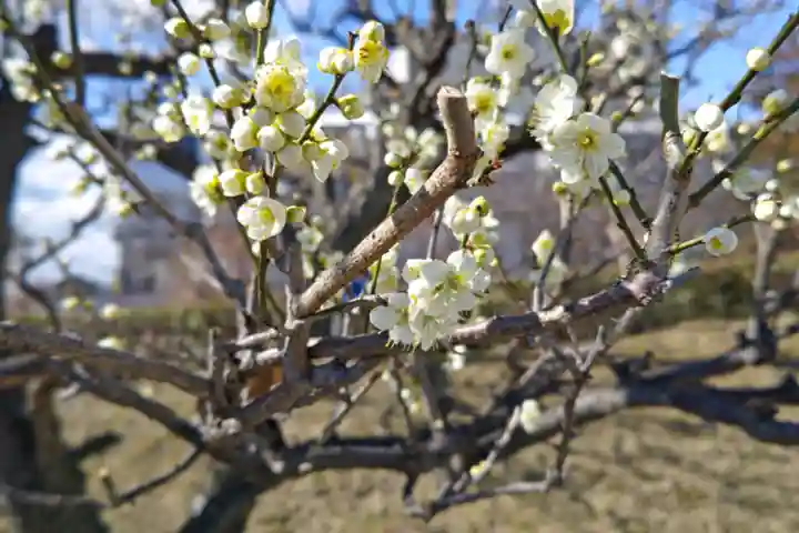 名木林神社の自然