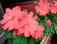 静岡浅間神社の手水舎