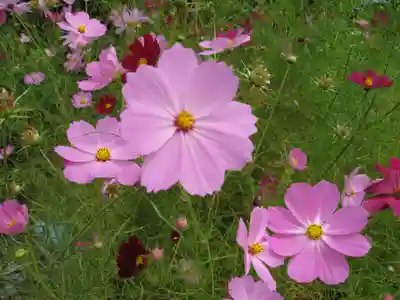 諏訪大社上社前宮(長野県)