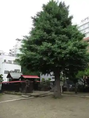 粕壁神明社の自然