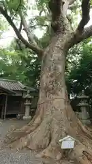 伊久比売神社の自然