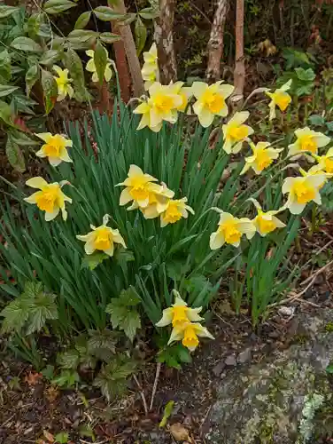 善峯寺(京都府)