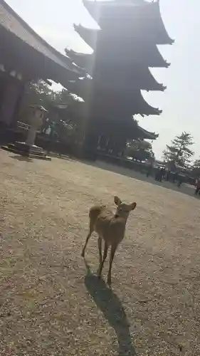 興福寺の動物