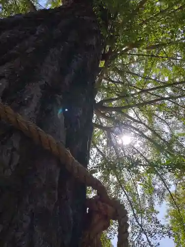 賀羅加波神社の自然