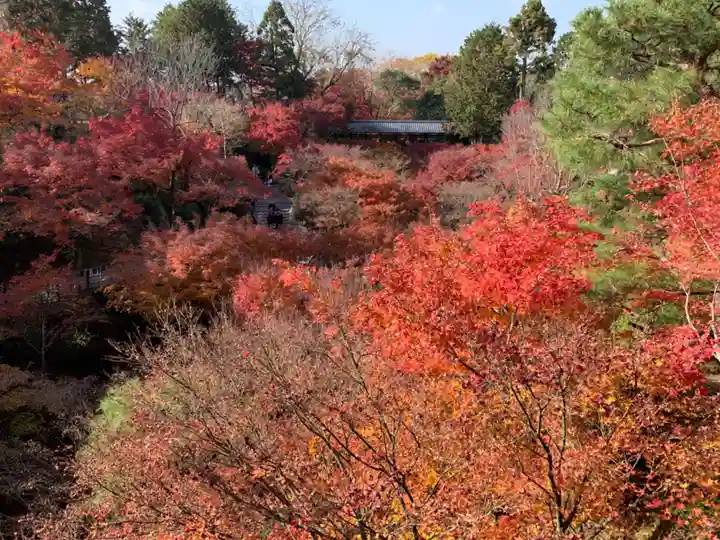 東福禅寺(東福寺)の自然