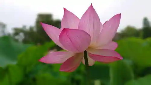 白山神社の自然