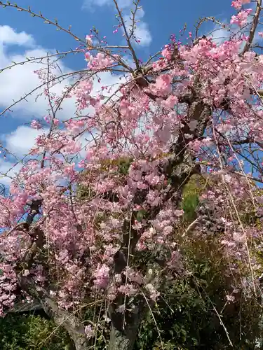 和泉國一之宮　大鳥大社の自然