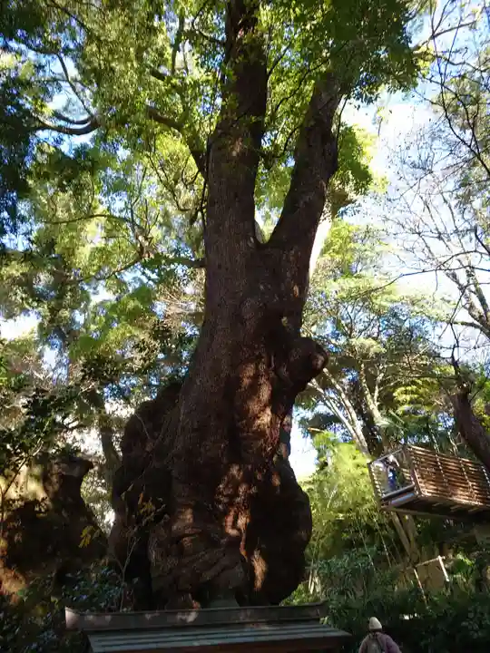 來宮神社の自然