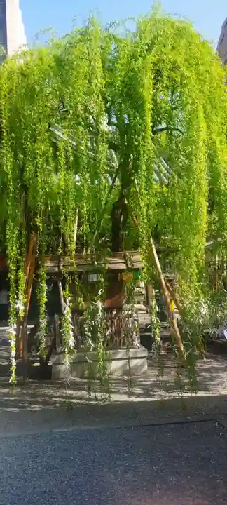 頂法寺(六角堂)の自然