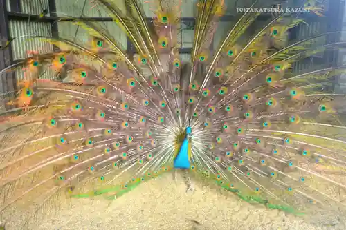 岩槻久伊豆神社(埼玉県)