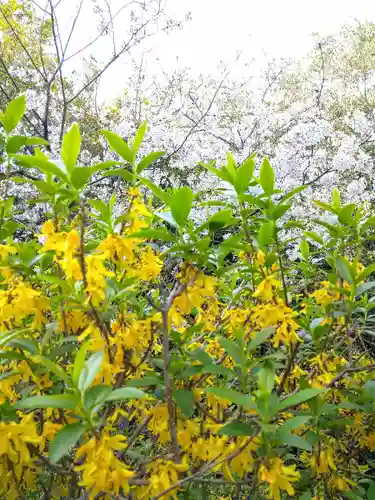 阿智神社の自然