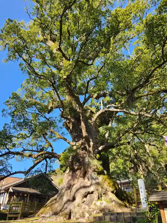 蒲生八幡神社の自然