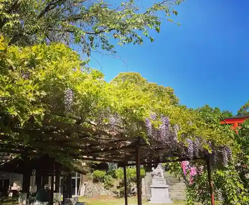 藤島神社（贈正一位新田義貞公之大宮）の自然