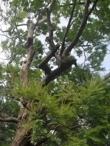 来迎寺（材木座）の自然