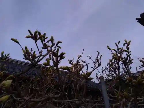 倶梨迦羅神社の自然