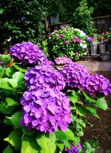 福王山  慈眼寺の自然