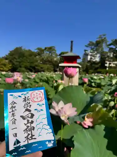 白山神社の御朱印