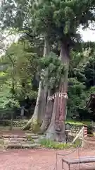 日枝神社の自然